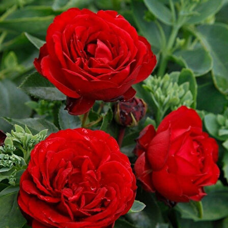 Tüplü Soğuklara Dayanıklı İri Goncalı Katmerli Felicia Yediveren Gül Fidanı