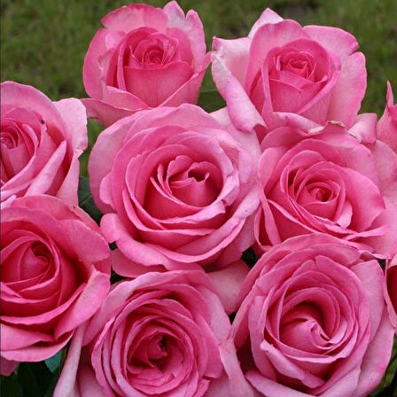 Tüplü Soğuklara Dayanıklı Yediveren Sweet Parole Yoğun Kokulu Gül Fidan