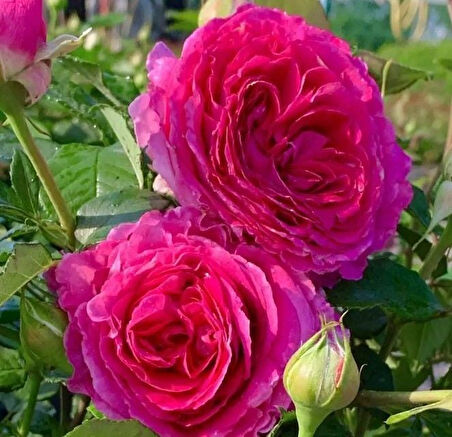 Tüplü Yoğun Kokulu Yediveren Fraulein Maria Yoğun Kokulu Gül Fidanı