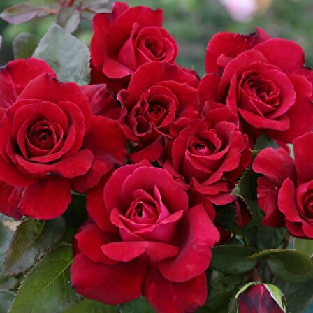 Tüplü Yediveren Kordes Bellevue Yoğun Kokulu Gül Fidanı