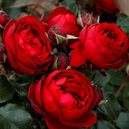 Tüplü Katmerli Kordes Rosen Till  Eulenspiegel Kokulu Yediveren Gül Fidanı