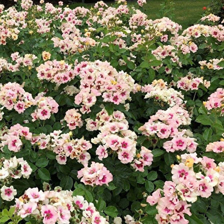 Tüplü Yediveren Çift Renk Seeu You Purple Persica Gül Fidan