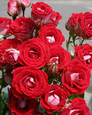 Tüplü Nadir  Kokulu Rose Schöne Koblenzerin Yediveren Gül Fidanı