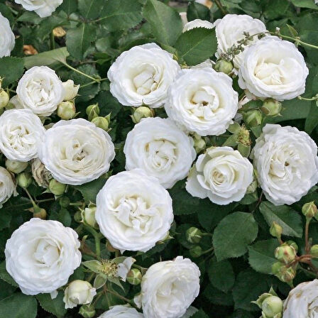 Tüplü  Yer Örütücü Soğuklara Dayanıklı Schneeküsschen Mannheim Yediveren Gül Fidanı