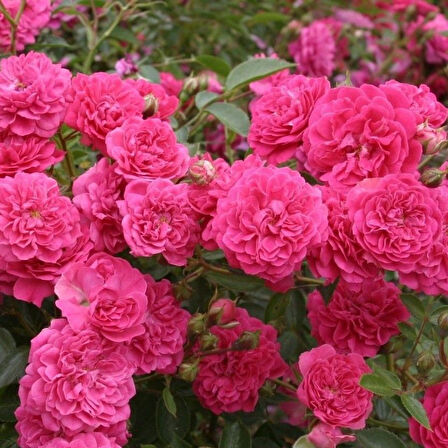 Tüplü  Kokulu Çok Goncalı Yayılıcı Kokulu Roxy Soğuklara Dayanıklı Gül Fidanı