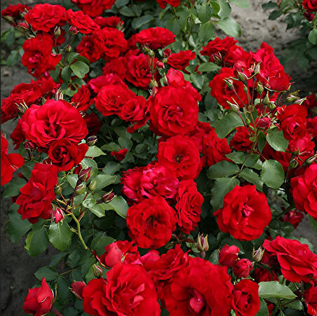 Tüplü Soğuklara Dayanıkı Çok Goncallı Roter Drache Yediveren Gül Fidanı Yayılıcı