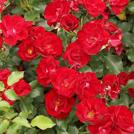 Menekşe Tipli Tüplü Yediveren Soğuklara Dayanıklı Marondo Gül Fidanı Yer Örtücü