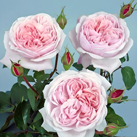 Tüplü Katmerli Kordes Rosen Sweet Antike Yediveren Gül Fidanı