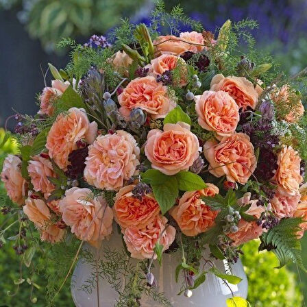 Tüplü Katmerli Koleksiyonluk Kokulu Schone Vom See Yediveren Gül Fidanı