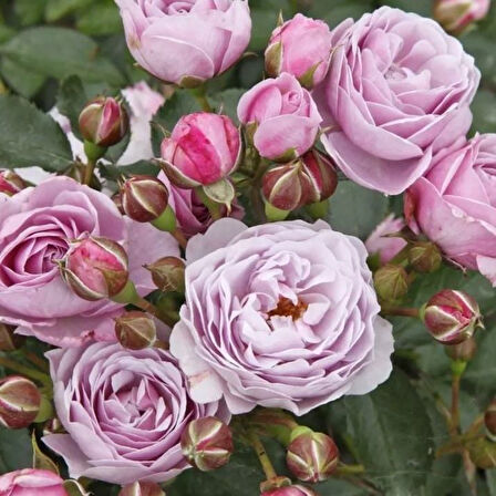 Tüplü Koleksiyonluk Hyrid Tea Nautica Yediveren Gül Fidanı