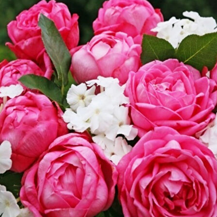 Tüplü Kordes Mon Petit Chou Yediveren Kokulu Gül Fidanı