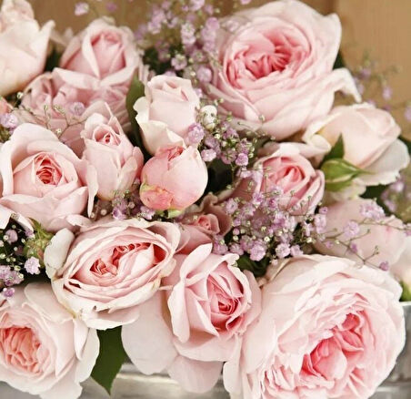 Tüplü Koleksiyonluk Hyrid Tea Katmerli Marchenzauber Yediveren Gül Fidanı