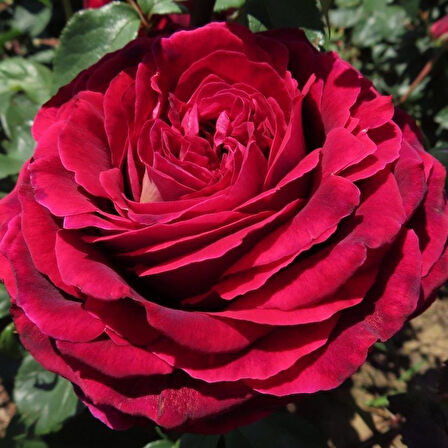 Tüplü Yediveren Kokulu Emma Gül Fidanı