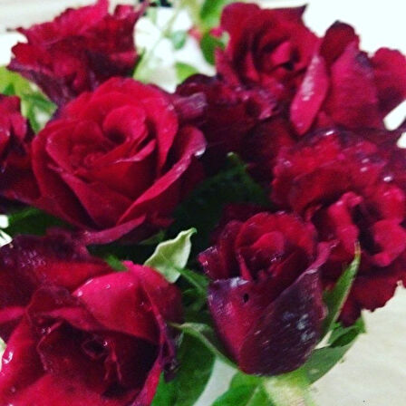 Tüplü Dikensiz Kokulu Kırmızı Red Love Gül Fidanı