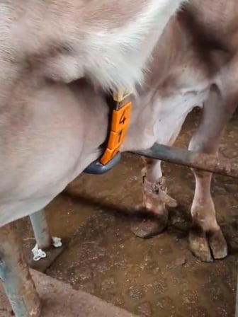 Boyun Kemeri İçin Kurşun Ağırlık 1 Kg