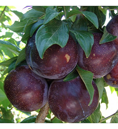 Fidan & Peyzaj - Black Diamond Erik Fidanı (2 Yaş / Tüplü)