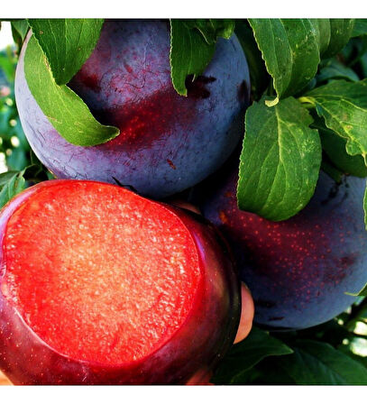 Fidan & Peyzaj - Black Diamond Erik Fidanı (2 Yaş / Tüplü)