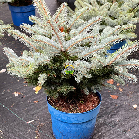 Bodur Mavi Ladin Fidanı 'Picea Pungens Glauca Nana'' İTHAL