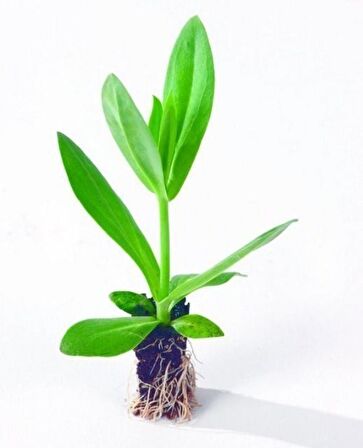 Katmerli Herous Lisianthus Çiçeği Fidesi (3 Adet)