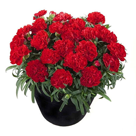 Sweet Pleasure Red  Karanfil Çiçeği Fidesi (2 Fide)