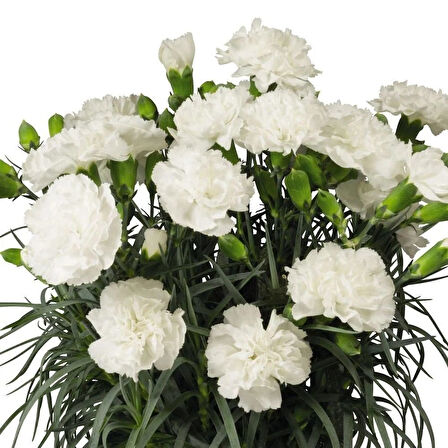 Sweet Pleasure White  Karanfil Çiçeği Fidesi (2 Fide)