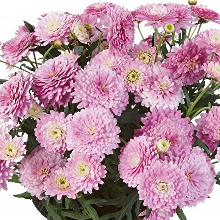 Double Pink Aramis Katmerli Çeşme Papatyası Çiçeği Fidesi (2 Fide)