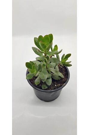 Crassula Ovata Para Çiçeği 10-20 Cm