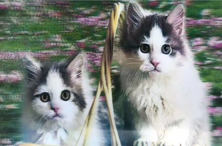 3 Boyutlu Resim Sevimli Kediler İkili Kedi Resmi Tablosu 40x60 Cm