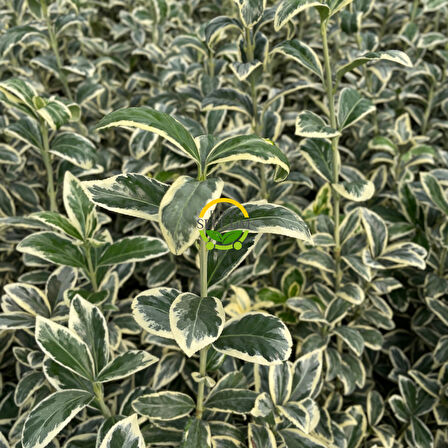 50 Adet Bravo Taflan Fidanı Paketi 'Euonymus japonica Bravo'