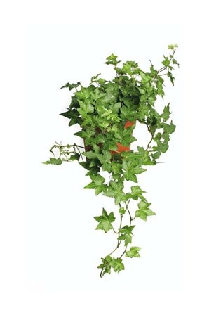 Hedera Helix Sarmaşığı Saksı Ofis Bitkisi Ev Bitkisi Salon Bitkisi Balkon Bitkisi 8,5 cm.