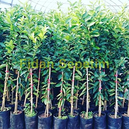 3 Yaş Bergamot Fidanı