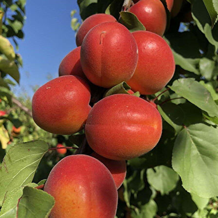 Tüplü Aşılı Zaiges Red Moon Cinsi Kayısı Fidanı +80cm