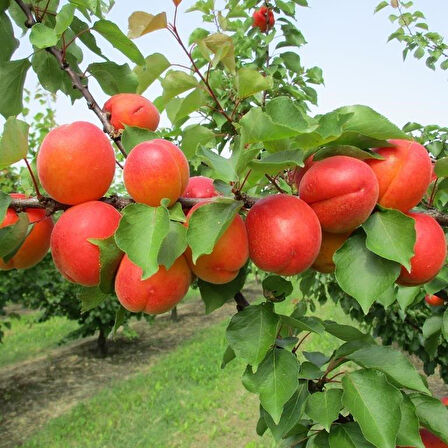 Tüplü Aşılı Zaiges Red Moon Cinsi Kayısı Fidanı +80cm