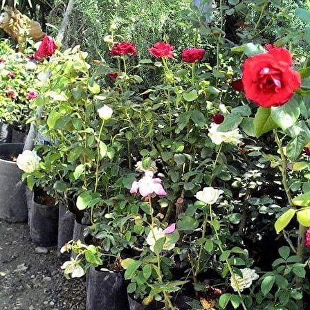 Tüplü Aşılı Yediveren Sonnenkind Sarı Yediveren Gül Fidanı