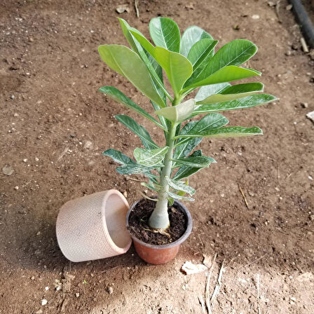 Büyük Boy Arabic Adenium Çöl Gülü Çiçeği Fidanı (Çiçek Açma Yaşında) 