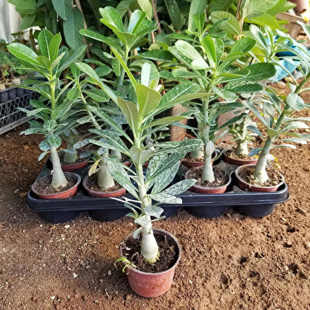 Büyük Boy Arabic Adenium Çöl Gülü Çiçeği Fidanı (Çiçek Açma Yaşında) 