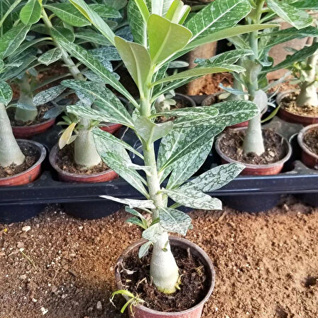 Büyük Boy Arabic Adenium Çöl Gülü Çiçeği Fidanı (Çiçek Açma Yaşında) 