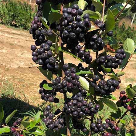 20 Adet Nero Siyah Aronya Aronia Chokeberry Fidesi (10-15 cm) 
