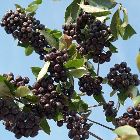 5 Adet Nero Siyah Aronya Aronia Chokeberry Fidesi (10-15 cm) 