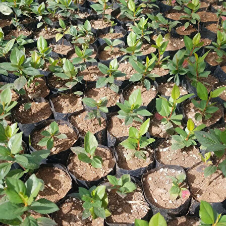 50 Adet Viking Siyah Aronya Aronia Chokeberry Fidesi (10-15 cm) 
