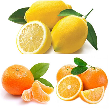 3'lü Narenciye Fidanı Paketi (Limon Portakal Mandalin)