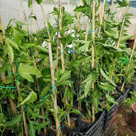 Sarı Meyveli Çarkıfelek Pasiflora Edulis PANAMA GOLD