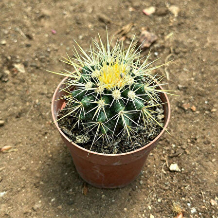 Echinocactus Grusonii - Altın Fıçı Kaktüsü (8 lik Saksıda)