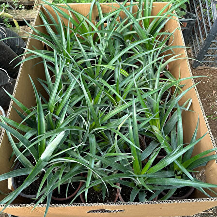 Saksıda Ananas Meyvesi Fidanı (Abacaxi Cinsi)