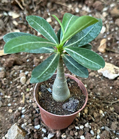 5.5 luk Saksıda Sarı Kırmızı Adenium Çöl Gülü Çiçeği Fidanı