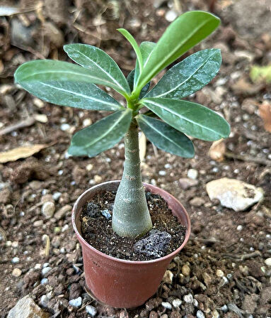 5.5 luk Saksıda Sarı Kırmızı Adenium Çöl Gülü Çiçeği Fidanı