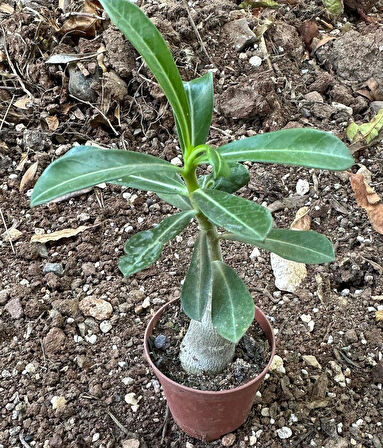 5.5 luk Saksıda Sarı Kırmızı Adenium Çöl Gülü Çiçeği Fidanı