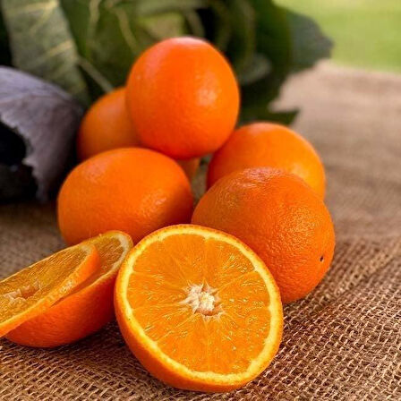 3 Yaş Soğuğa Dayanıklı Fukumoto Portakal Fidanı, Tüplü 