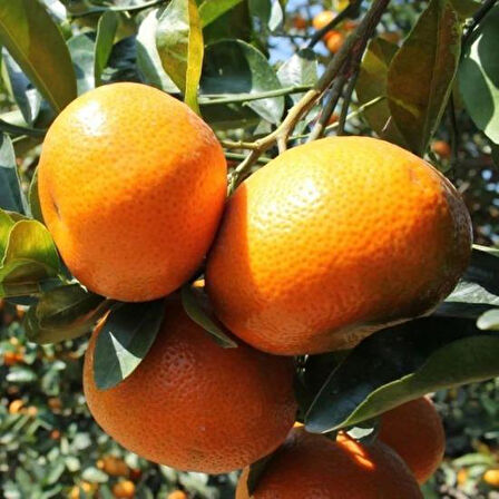 Tüplü Erkenci Dobashi Beni Mandalinası (Soğuklara Dayanıklı)