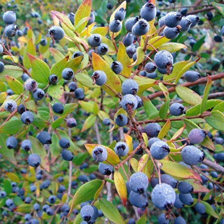 Siyah Hambeles (Murt) Fidanı (Tüplü)